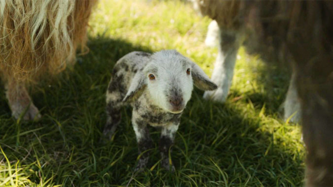 Les Moutons détectives / Bêêêêtective Privé, le film de 2026