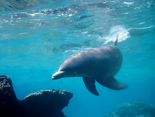 Flipper S01E01: 100 mètres sous la mer (1964)