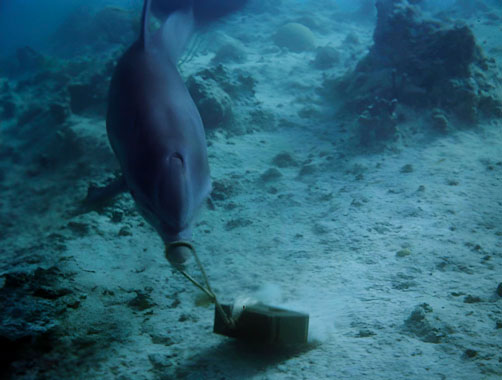 Flipper S01E01: 100 mètres sous la mer (1964)