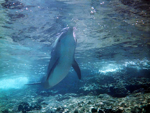 Flipper S01E10: Mon frère Flipper (1964)