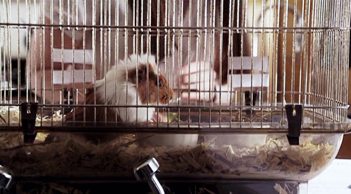 Todd and the Book of Pure Evil S01E02: How to Make a Homoncule (2010)